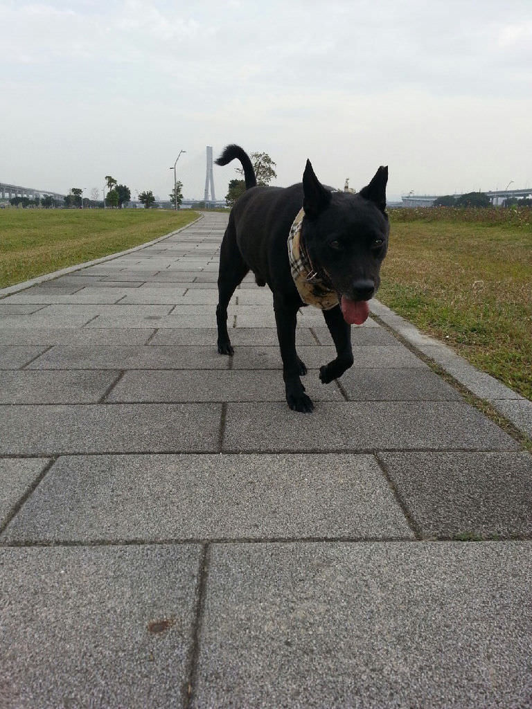 寵物居家安樂心路歷程3.jpg