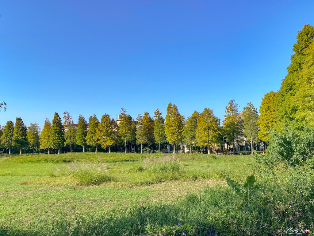 落羽松大道9.jpg