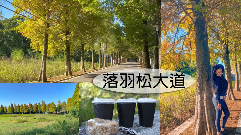 落羽松大道_201101_0.jpg