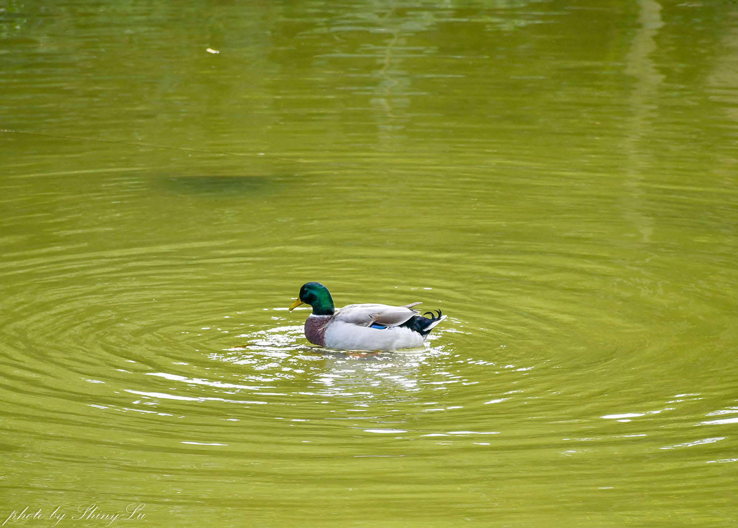 隱身在大學圖書館旁《廢墟湖村店》湖畔第一排,木柵景觀咖啡廳 - 第13張圖 隱身在大學圖書館旁《廢墟湖村店》湖畔第一排,木柵景觀咖啡廳