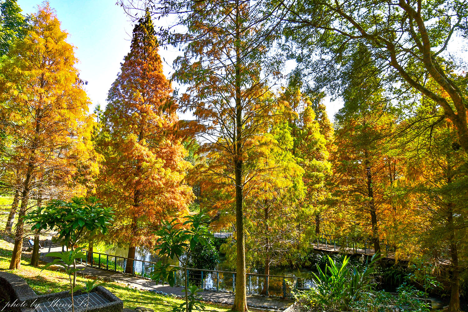 長庚養生文化村-落羽松公園，桃園龜山免費落羽松景點