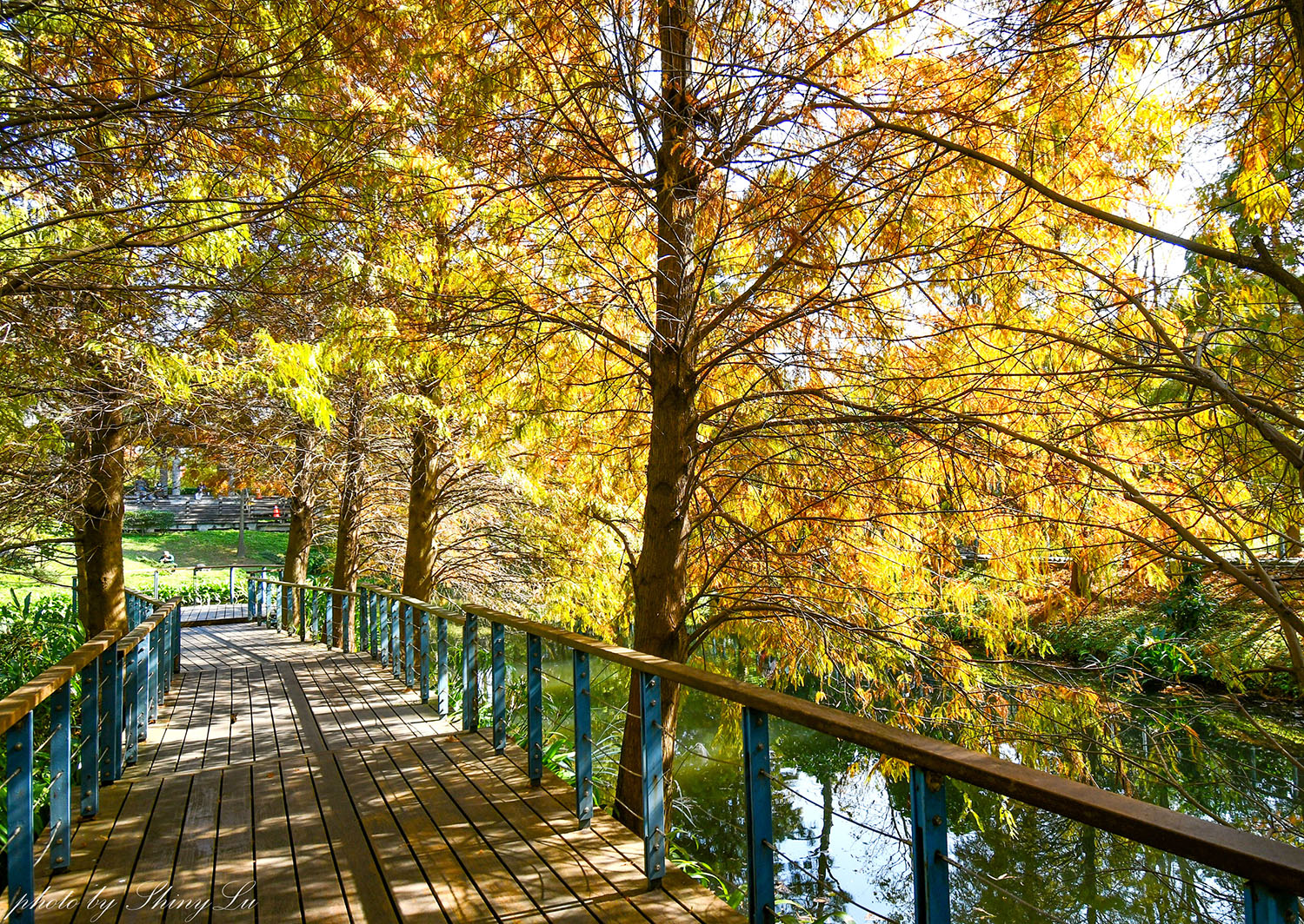 長庚養生文化村-落羽松公園，桃園龜山免費落羽松景點