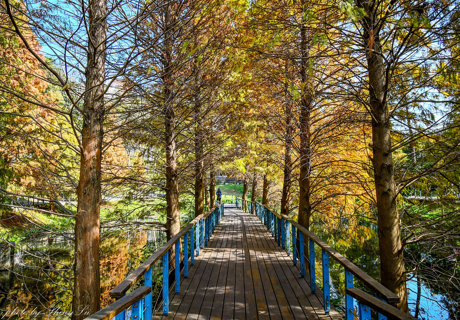 長庚養生文化村-落羽松公園，桃園龜山免費落羽松景點