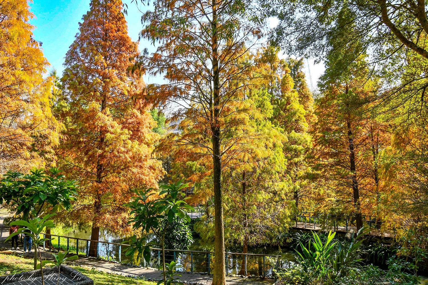 長庚養生文化村-落羽松公園，桃園龜山免費落羽松景點