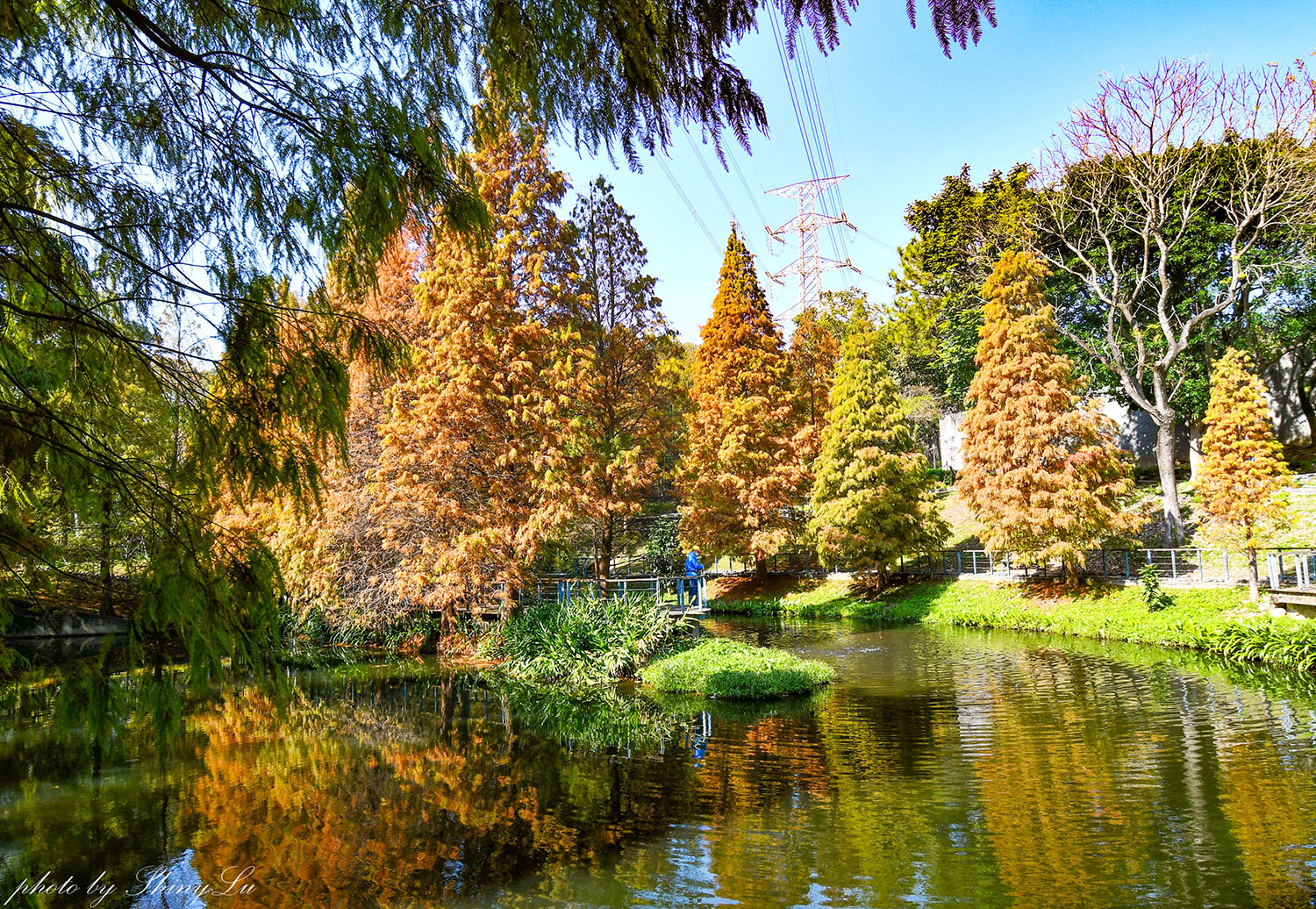 長庚養生文化村-落羽松公園，桃園龜山免費落羽松景點