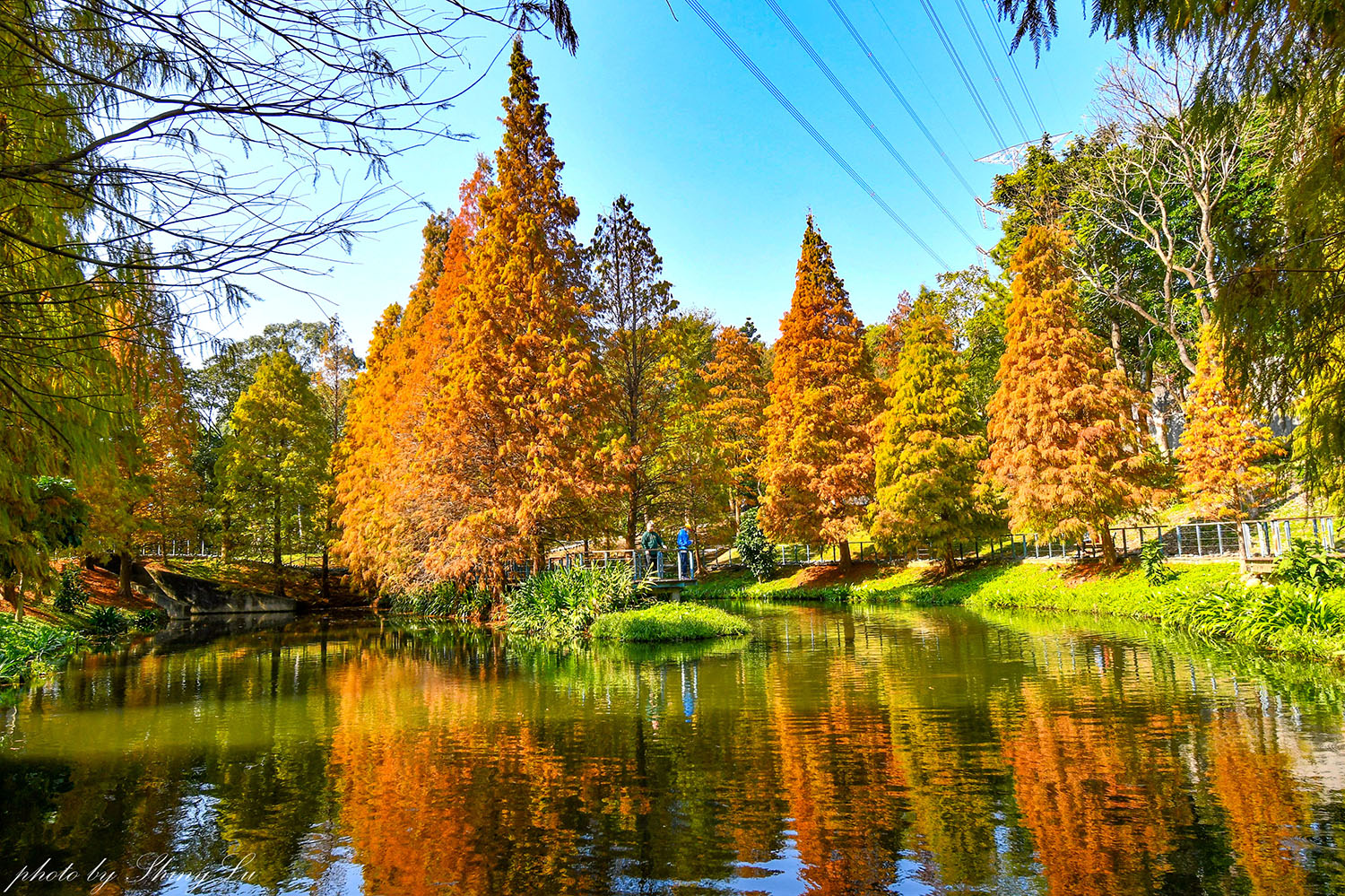 長庚養生文化村-落羽松公園，桃園龜山免費落羽松景點