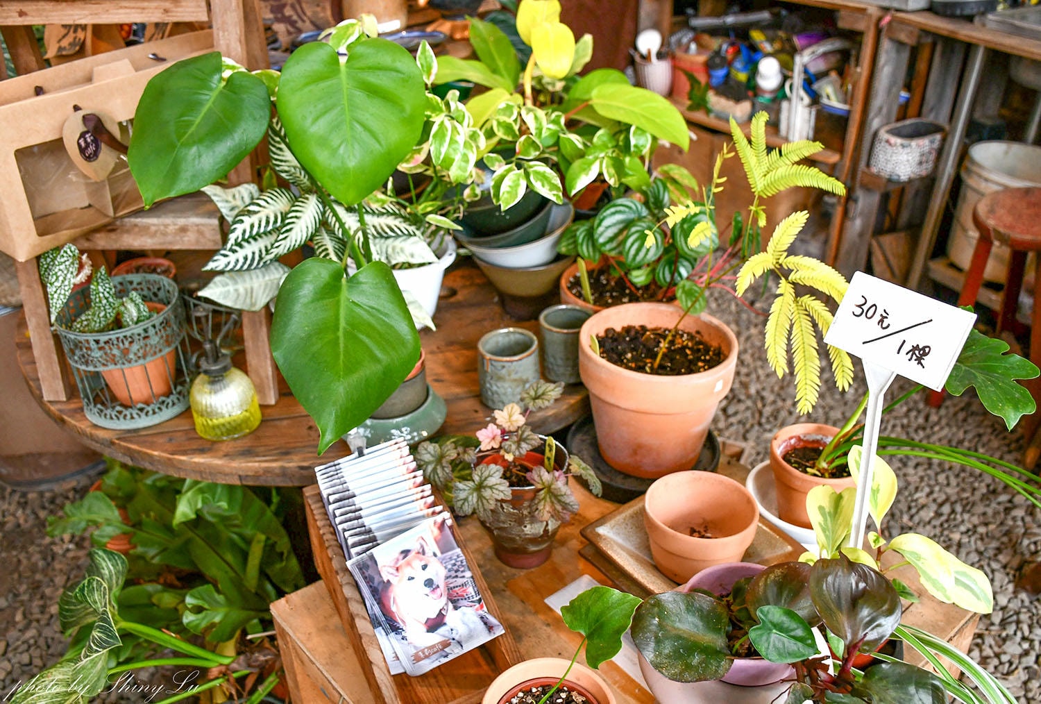 茉莉花園cafe│結合多肉植物系│龍潭咖啡廳推薦